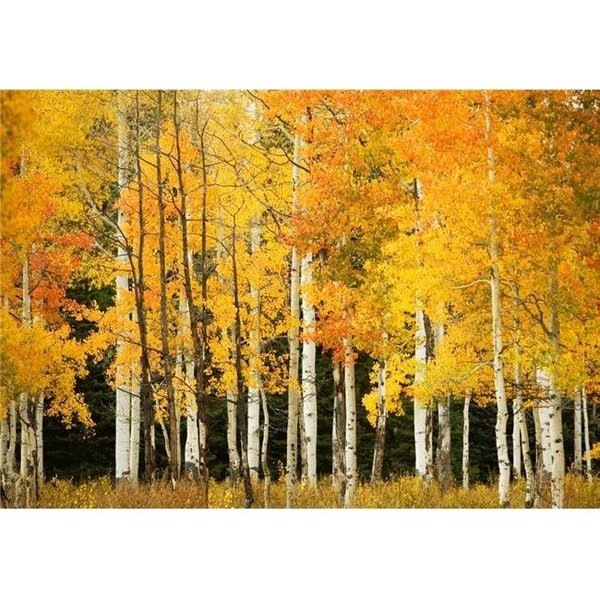 Thinkandplay USA Colorado Near Steamboat Springs Line of Fall-Colored Aspen Trees - Buffalo Pass Poster Print; 16 x 11 TH477955